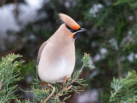 Записки астраханского натуралиста. Свиристели, гости с Севера