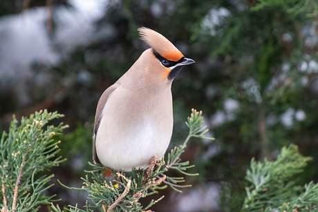 Записки астраханского натуралиста. Свиристели, гости с Севера