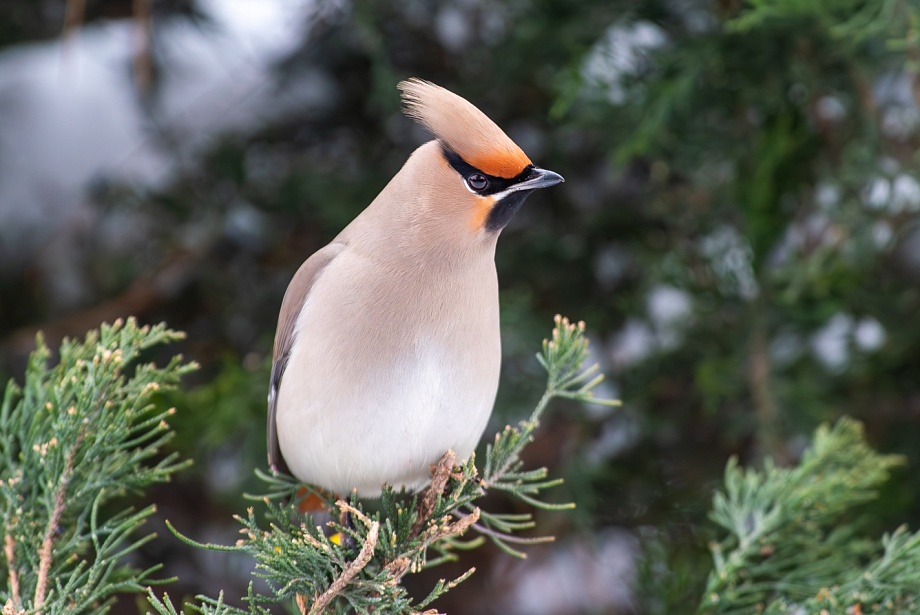 Записки астраханского натуралиста. Свиристели, гости с Севера