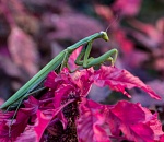 Записки астраханского натуралиста. Семь богомолов