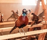 Волго-Ахтубинскую пойму заселят астраханскими фазанами