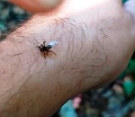 В Астраханской области уже почти 650 человек пострадали от укусов клещей