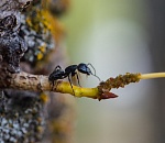 Записки астраханского натуралиста. Черные муравьи-древоточцы