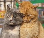 В среду в Астрахани будет ветрено и по-прежнему холодно