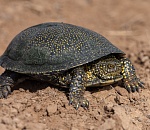 Записки астраханского натуралиста. Где черепахи зимуют?