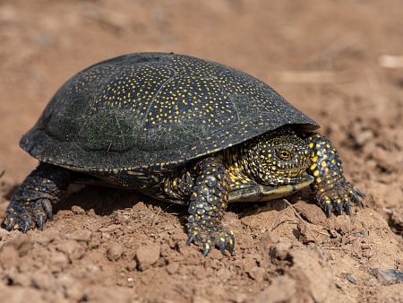 Записки астраханского натуралиста. Где черепахи зимуют?