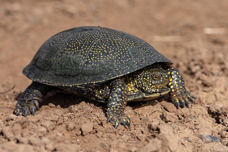 Записки астраханского натуралиста. Где черепахи зимуют?
