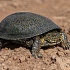 Записки астраханского натуралиста. Где черепахи зимуют?