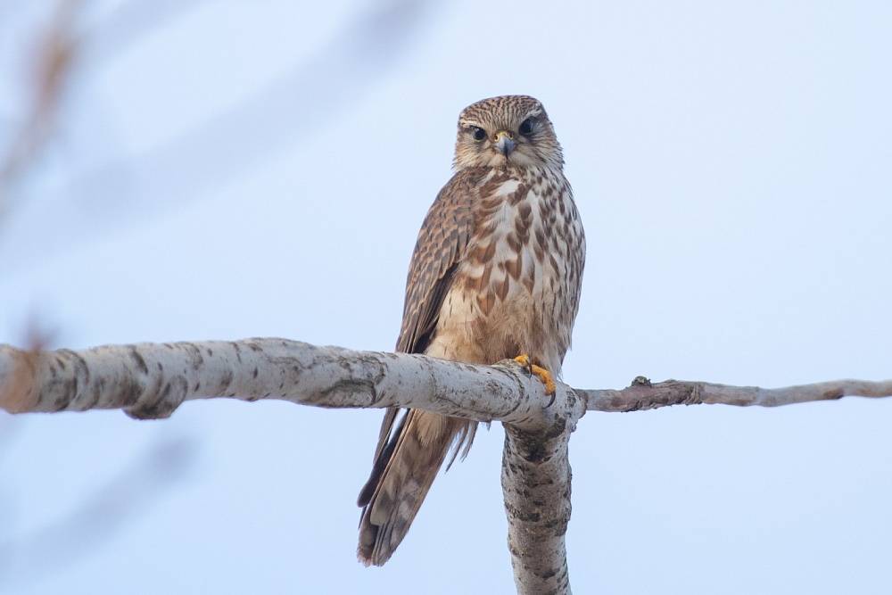 Записки астраханского натуралиста. Дербник, северный гость