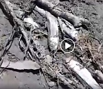 Специалисты разбираются с причиной массовой гибели рыбы в Астрахани