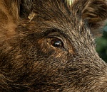 В Астраханском заповеднике обнаружена африканская чума свиней