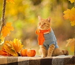 Первый день октября будет по-осеннему тёплым