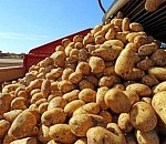 В сезоне-2023 Астраханская область вновь вошла в число лидеров России по производству грунтовых овощей