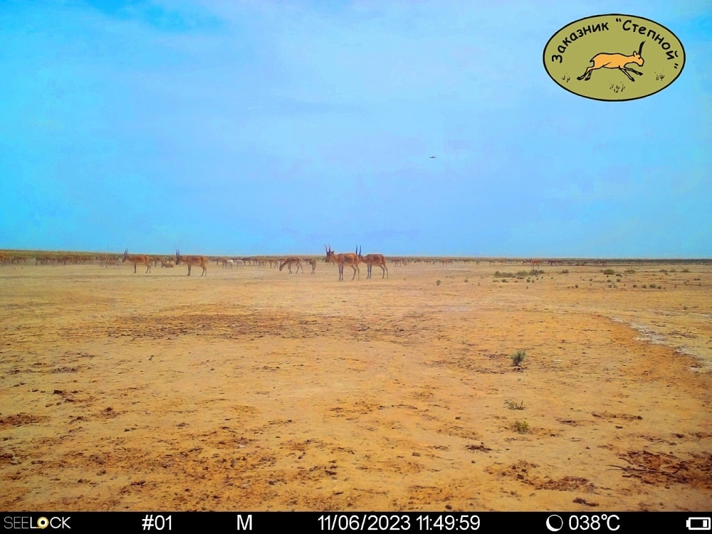 Астраханский заказник сообщил о самке сайгака, родившей двойню-альбиносов