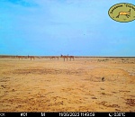 Астраханский заказник сообщил о самке сайгака, родившей двойню-альбиносов