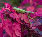 Записки астраханского натуралиста. Особенности сексуальной жизни богомола