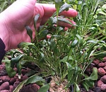 В Астрахани придумали мини-ферму для обеспечения семьи продуктами в условиях изоляции