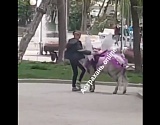 Астраханцы просят наказать подростка, который пинал пони: видео