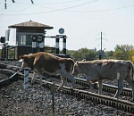 Строительство защитных ограждений вдоль железной дороги ведётся в Астраханском регионе ПривЖД
