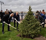 В Астрахани появилась еловая аллея