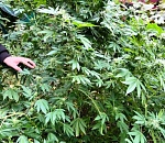 В Астраханской области уничтожили более 700 "футбольных" полей с наркосодержащими растениями