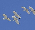 Памятник погибшим воинам «Журавли» откроют в Астрахани на благотворительные средства