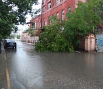 В центре Астрахани упало дерево, на которое давно жаловались местные жители