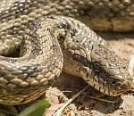 Восьмерых астраханцев покусали ядовитые змеи и пауки