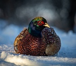 Пост Астраханского заповедника в соцсетях вызвал шквал лайков 