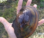 Ну и размер. В Астраханской области поймали гигантского моллюска