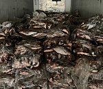 14 уголовных дел возбудили в Астраханской области по итогам операции «Путина»