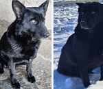 Астраханцы могут даром приобрести Бирму и Байру 