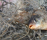 Астраханец наловил рыбы на уголовное дело