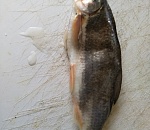 Астраханец не может понять, что за рыбу он поймал