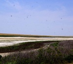 Спасти Астраханскую область от пыльных бурь могли бы западные подстепные ильмени