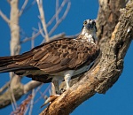 Записки астраханского натуралиста. Где гнездится скопа?