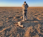 За авиаудар по сайгакам возбудили уголовное дело