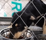 В Астрахани заработал Центр спасения бездомных собак