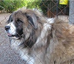 Астраханец, натравивший собаку на полицейского, получил 4,5 года тюрьмы