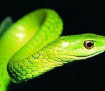 Астраханцев предупреждают о змее возле детской площадки