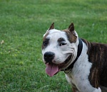 Законопроект об обязательной регистрации собак внесен в Госдуму