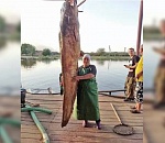 В два раза больше человеческого роста: под Астраханью поймали сома-гиганта 