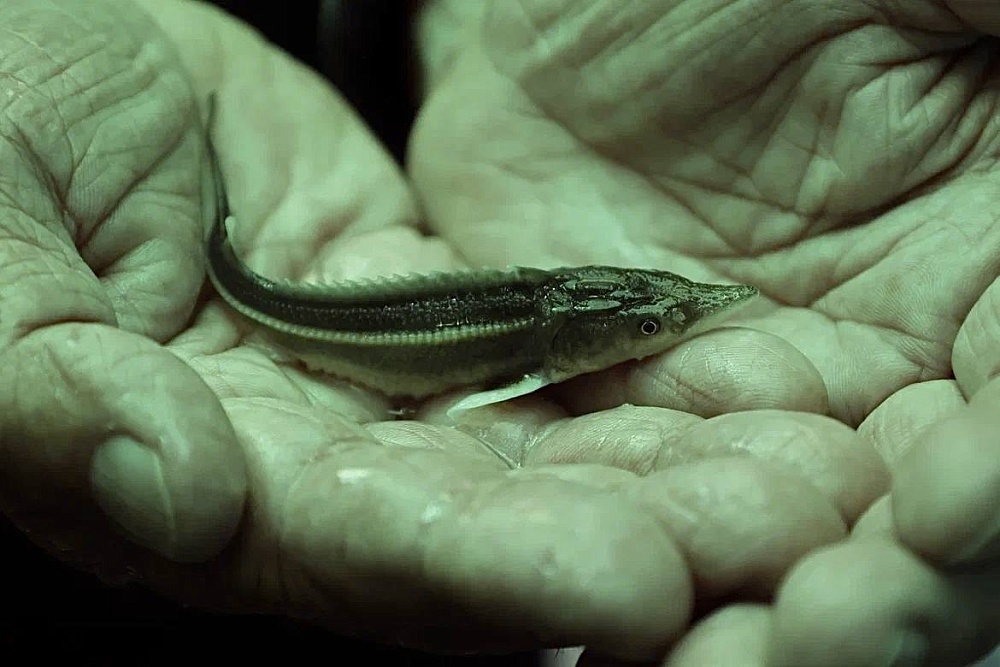 Под Астраханью запустили проект по выращиванию осетровых по трем технологиям 