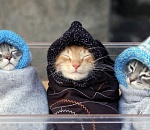 Жара не торопится возвращаться в Астрахань