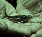 Под Астраханью запустили проект по выращиванию осетровых по трем технологиям 