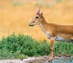 До семи лет тюрьмы грозит иностранцам, причастным к убийству около 60 астраханских молодых сайгаков