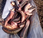 В Астраханской области у иностранца изъяли 100 килограммов осетра