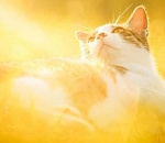 В пятницу в Астрахань пожалует 30-градусная жара