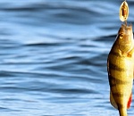 Родня астраханского рыбака подняла на уши Росгвардию