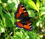 Астраханская погода в июне